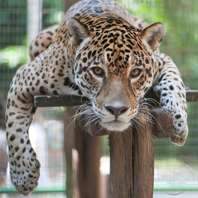 Hotel Tropical Manaus Zewnętrze zdjęcie Jaguar
